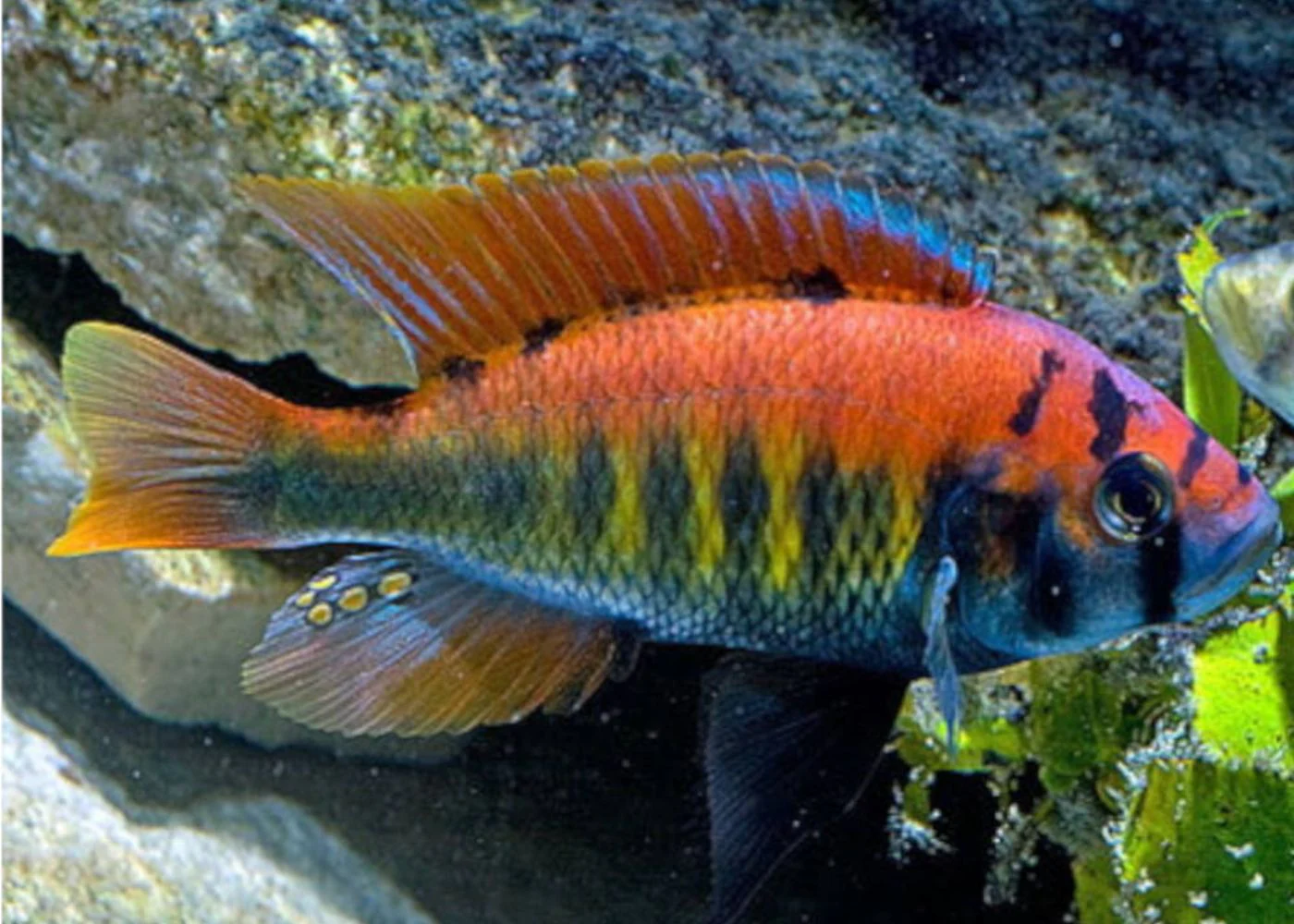 Flameback Cichlid
