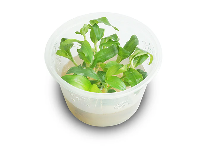 Floscopa Scandens (Mini Bamboo) Tissue Culture