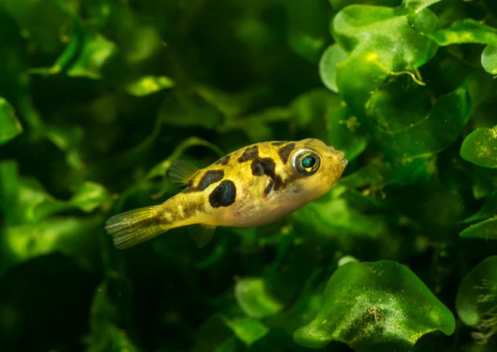 Freshwater Dwarf Pea Puffer - Carinotetraodon Travancoricus
