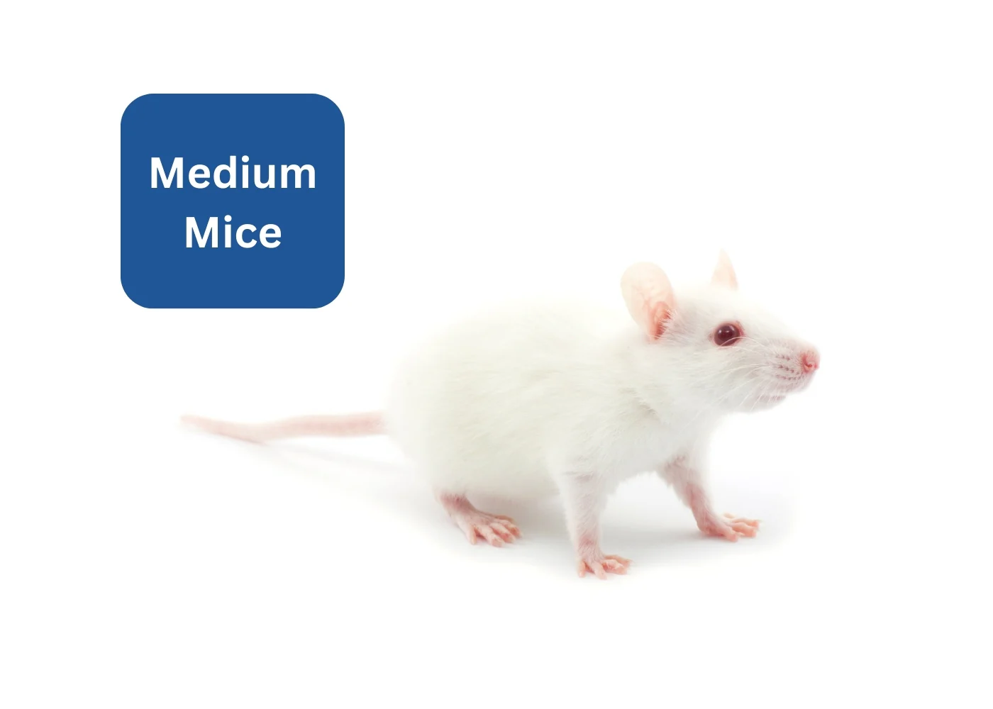 Frozen Mice - Medium