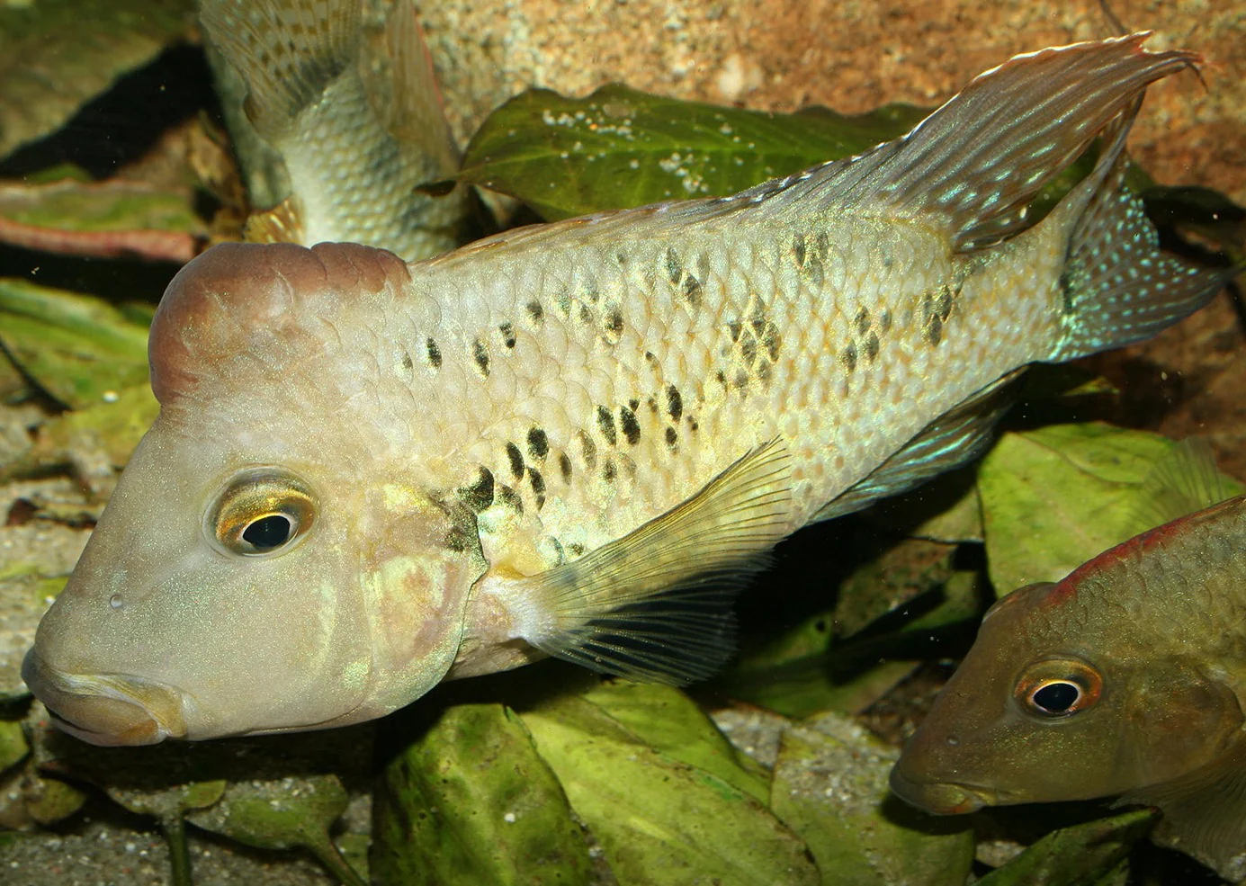 Geophagus Steindachneri - Red Hump - Image 2