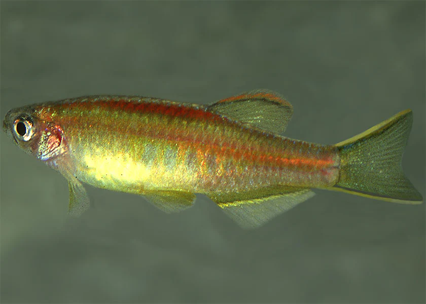 Glowlight Danio - Image 2