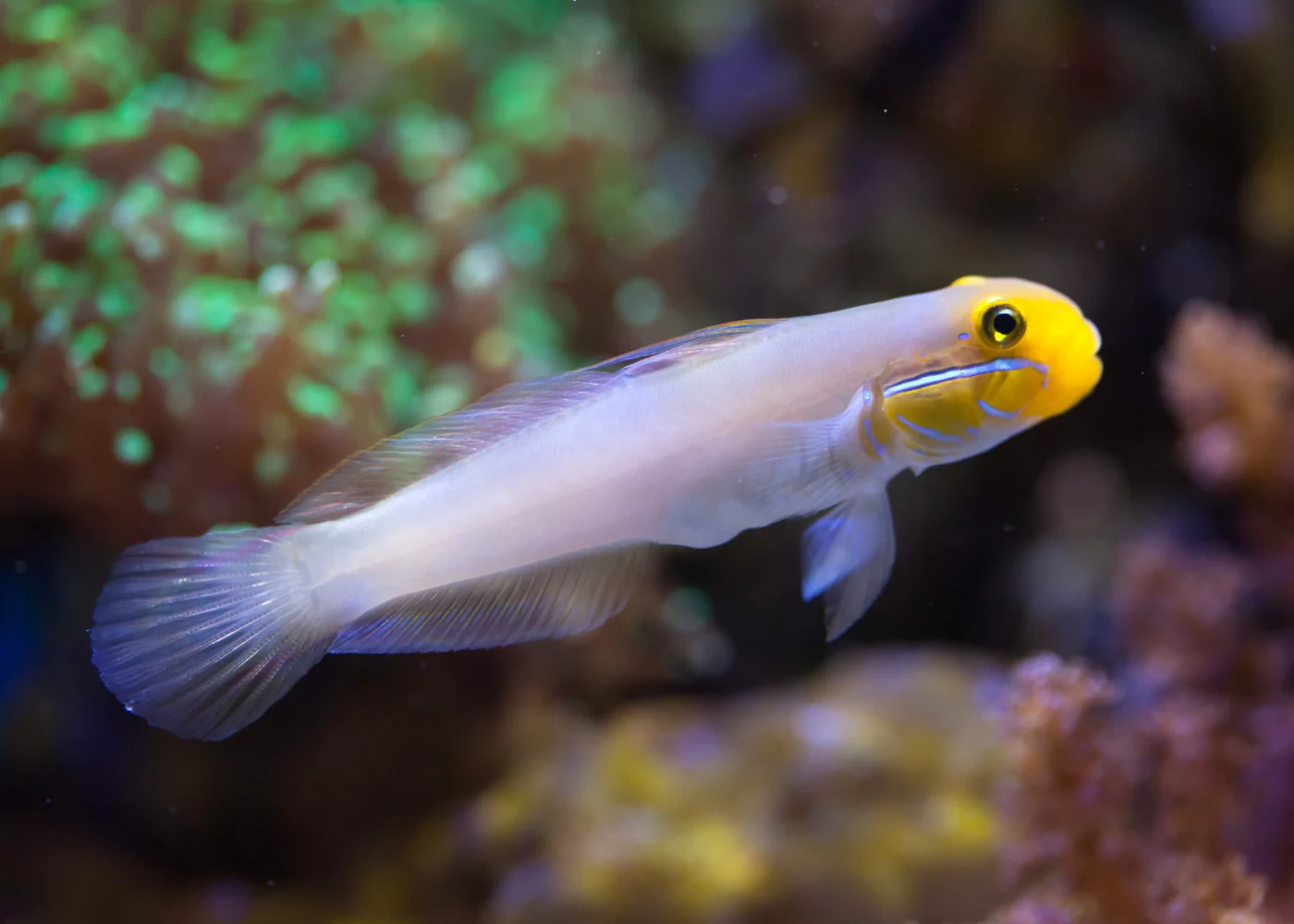 Goby - Gold Head - Image 2