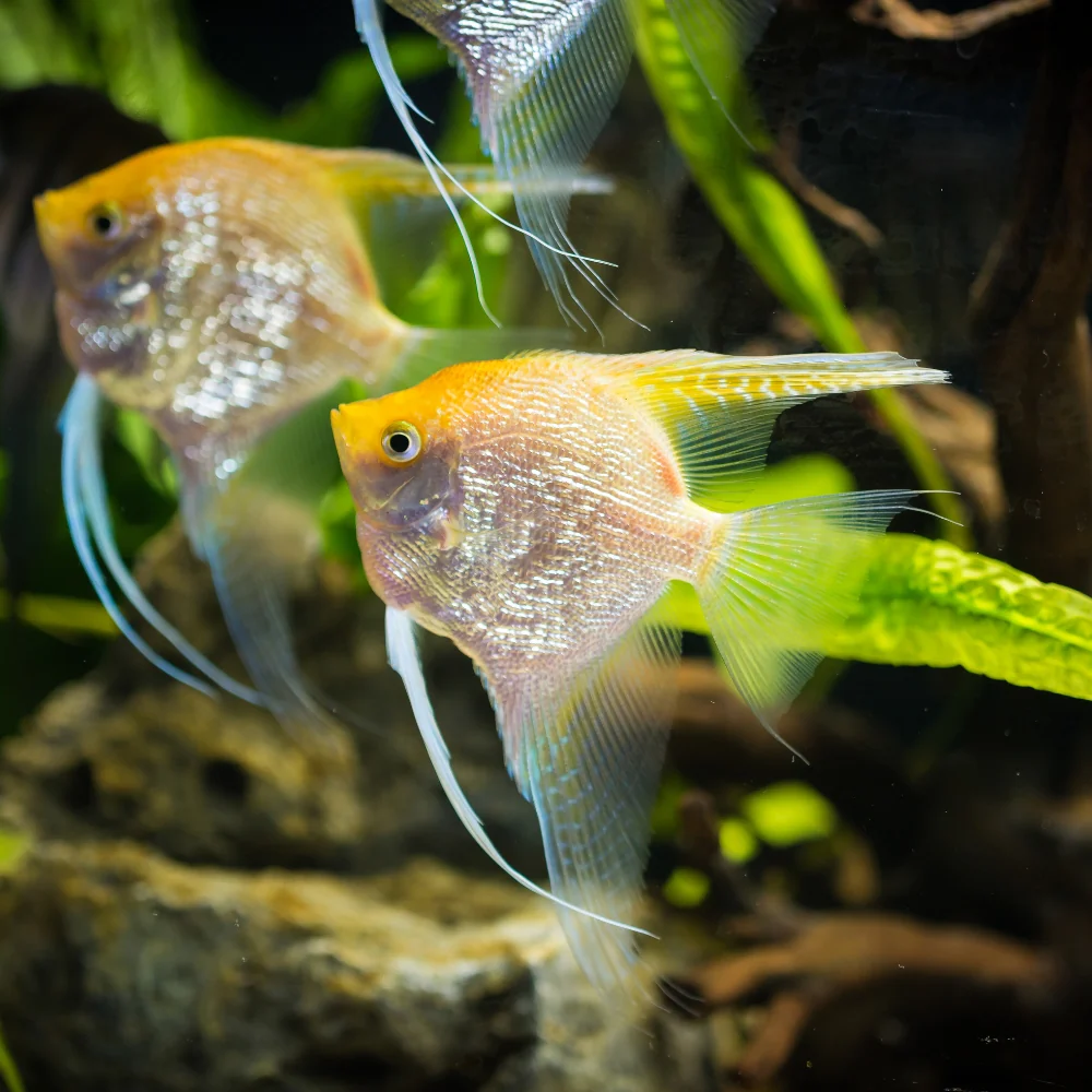 Golden Pearlscale Angel