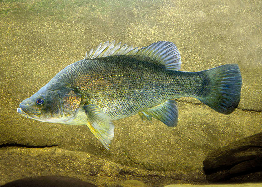 Golden Perch