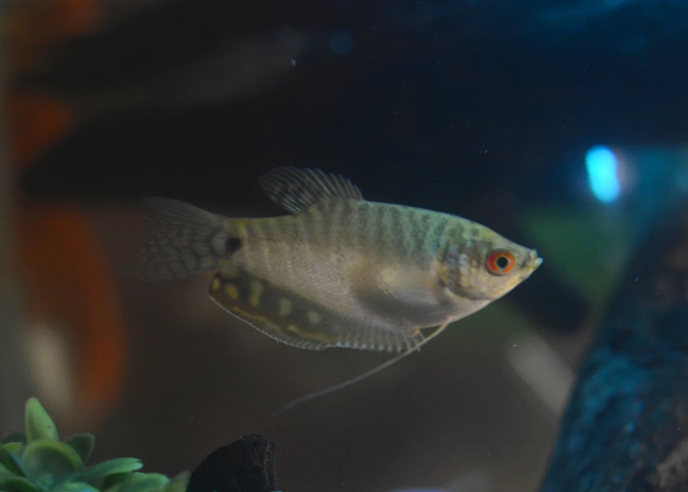 Gourami - Assorted - Image 2