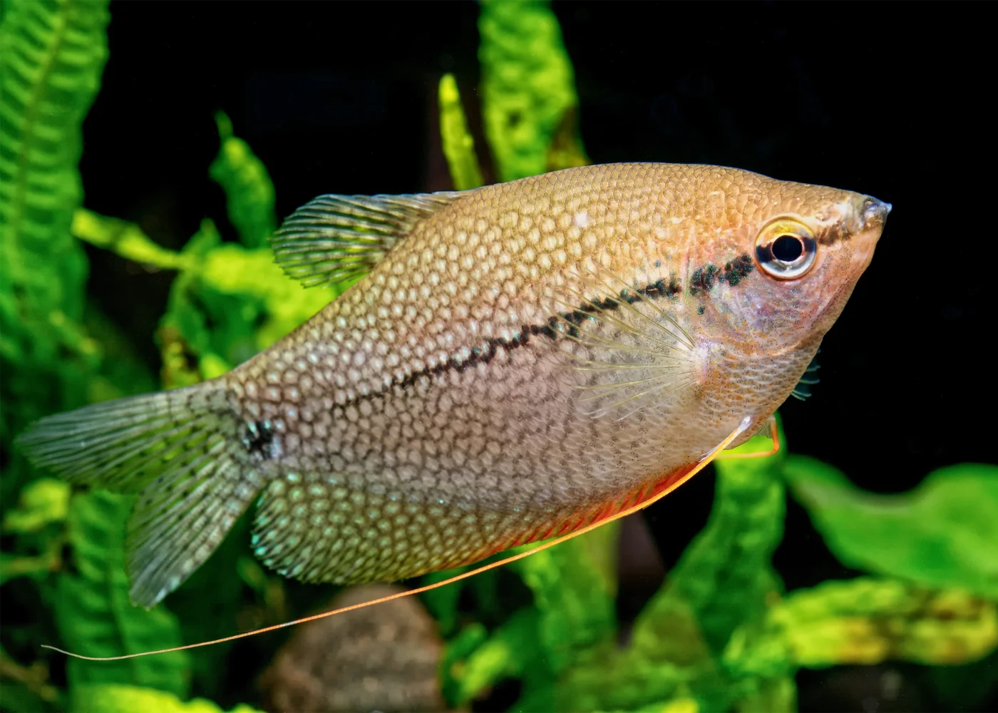 Gourami - Assorted - Image 4