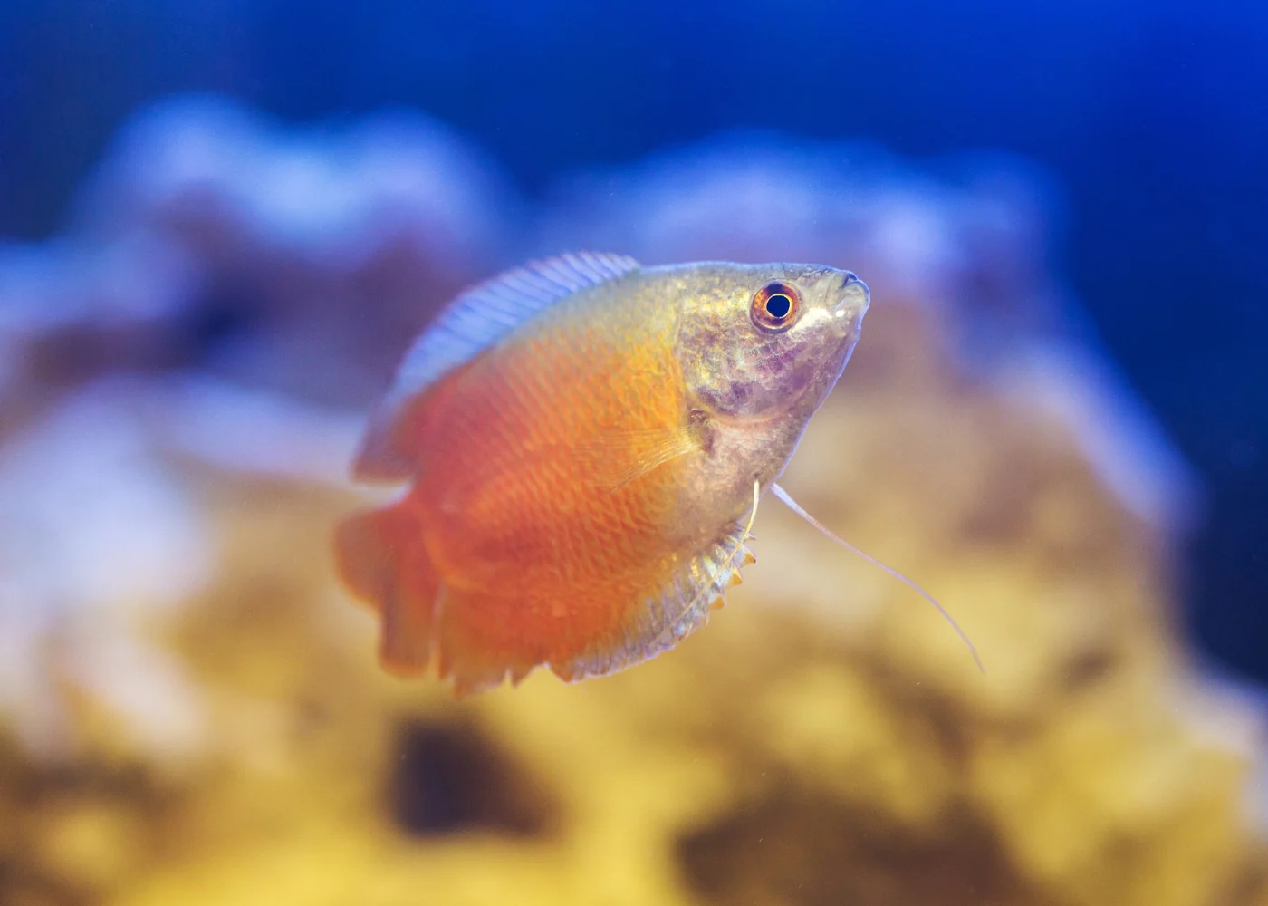Gourami Dwarf Male Red Flame - Image 2