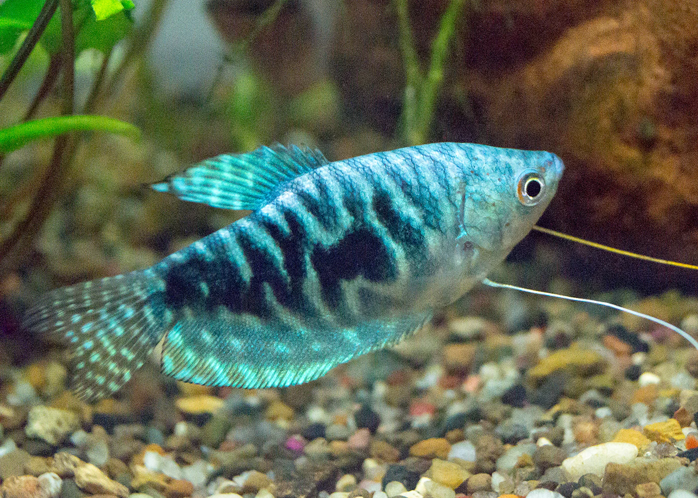 Gourami Opaline - Image 2