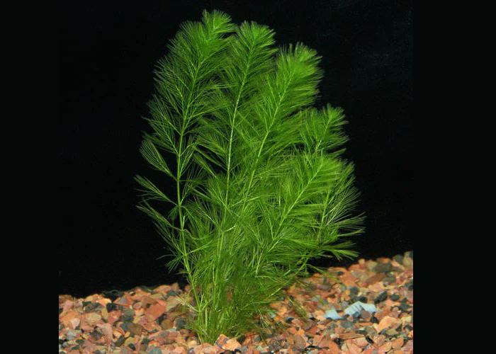 Green Myro