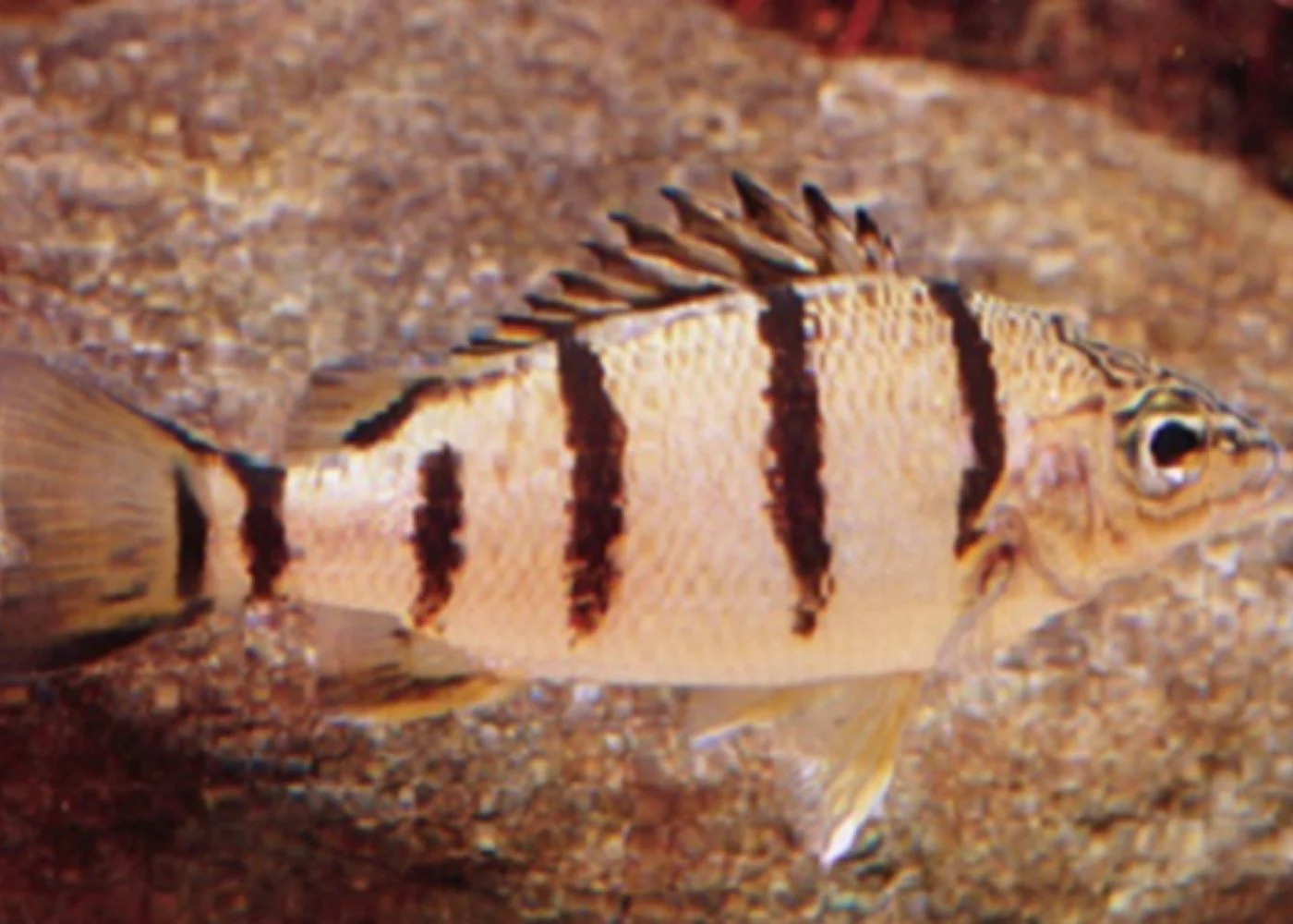 Live Fish