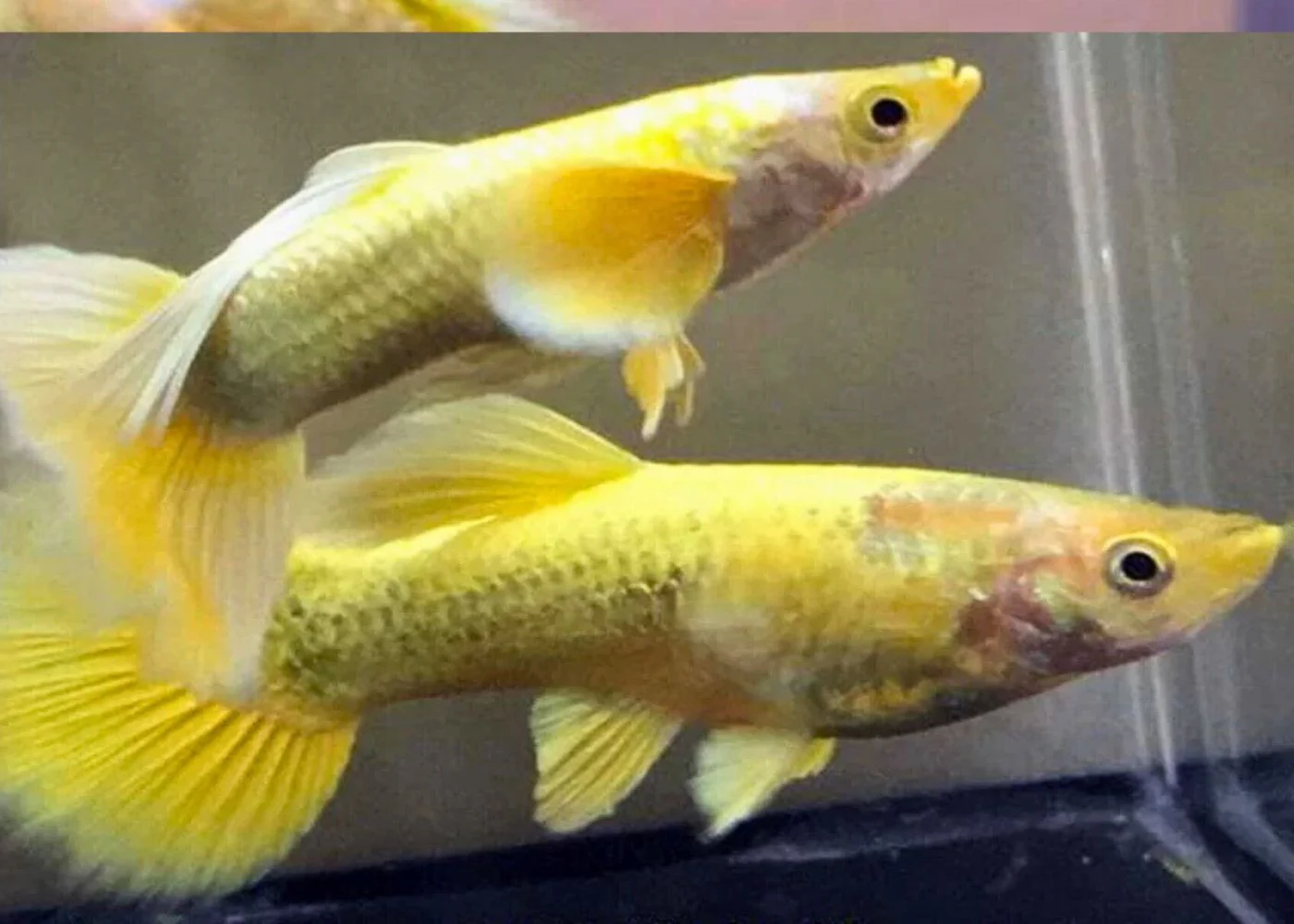 Guppy - 24K Full Gold Pair