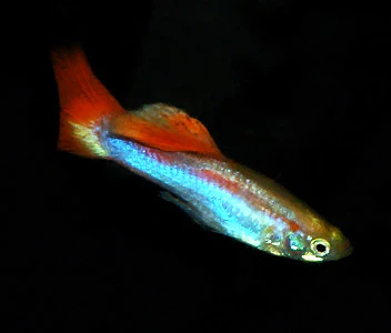 Guppy Male Rainbow