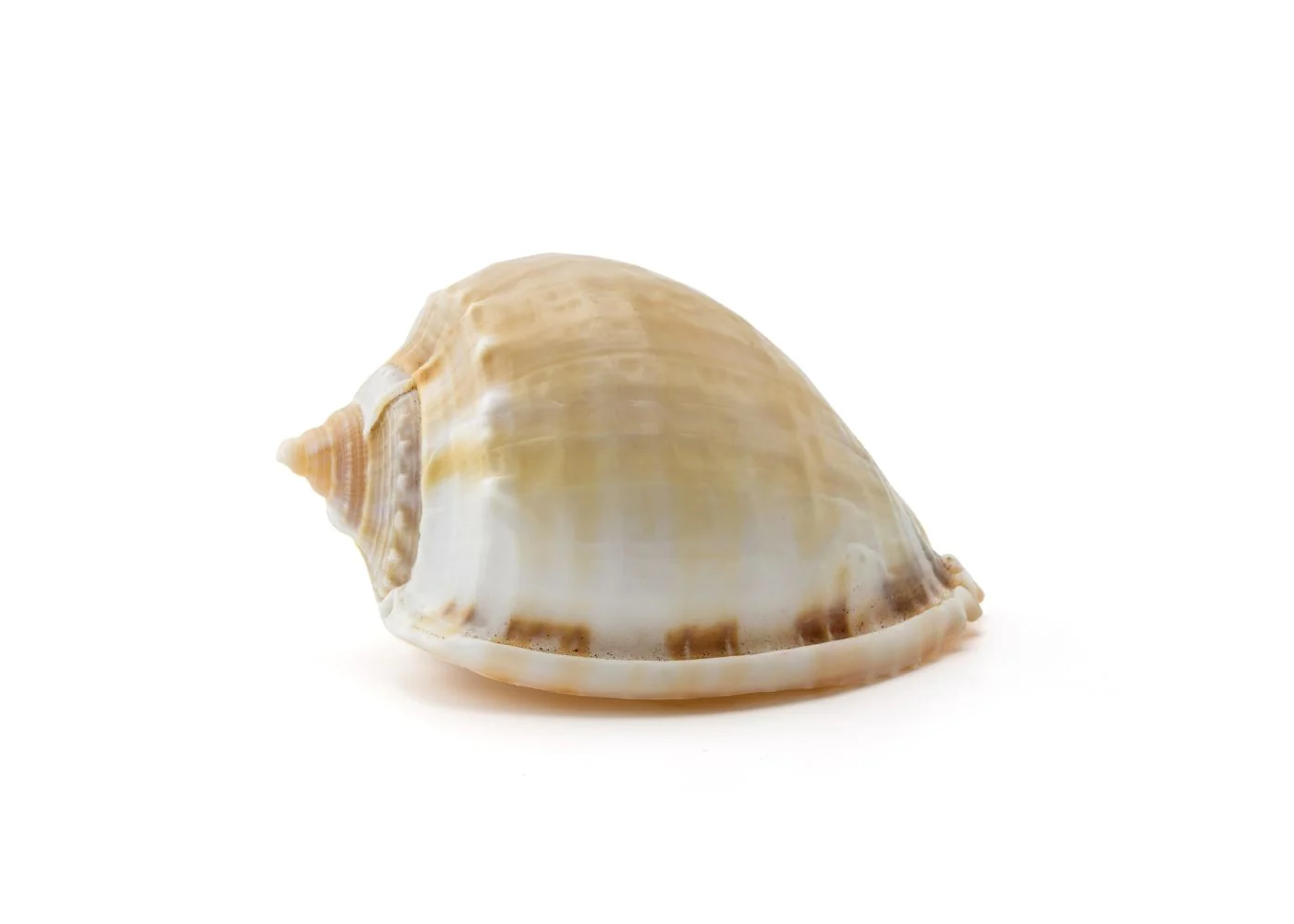 Hermit Crab Spare Shell - Jumbo - Image 2