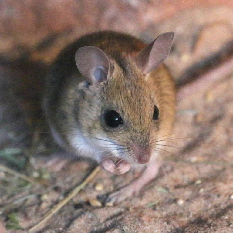 Hopping Mice
