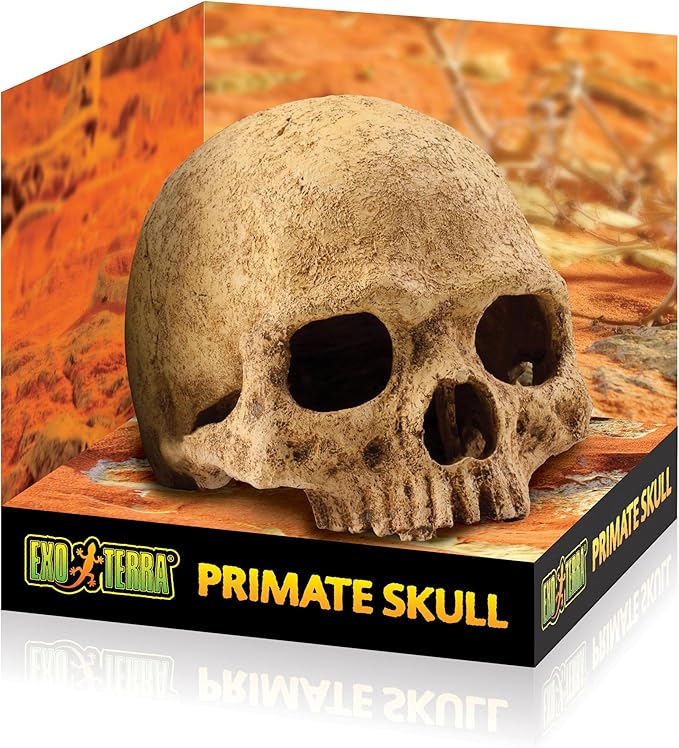 Human Skull Hide - Image 2