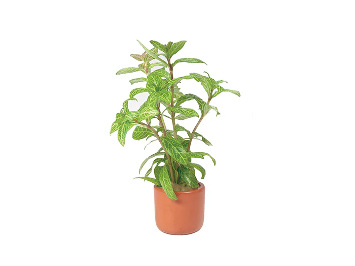 Hygrophila Pisces in Terracotta Pot