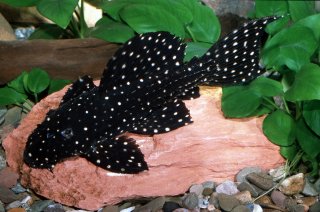 L097 Polka Dot Pleco - Image 2