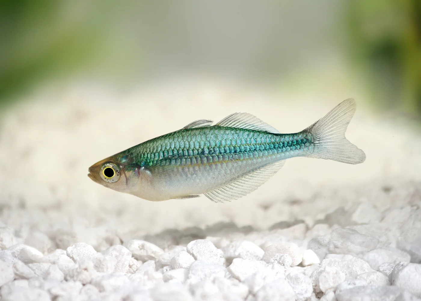 Lake Kutubu -Turquoise Rainbowfish - Image 3