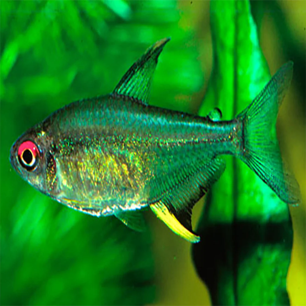 Lemon Tetra - Special 6 for $20 - Image 3