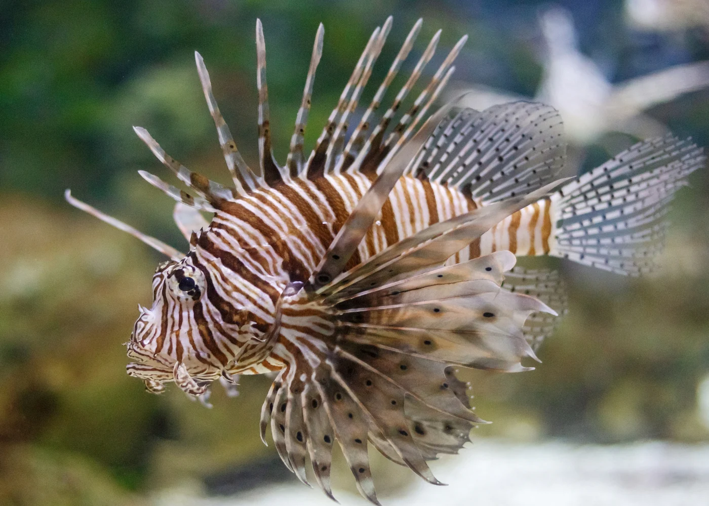 Lionfish - Volitan - Image 2