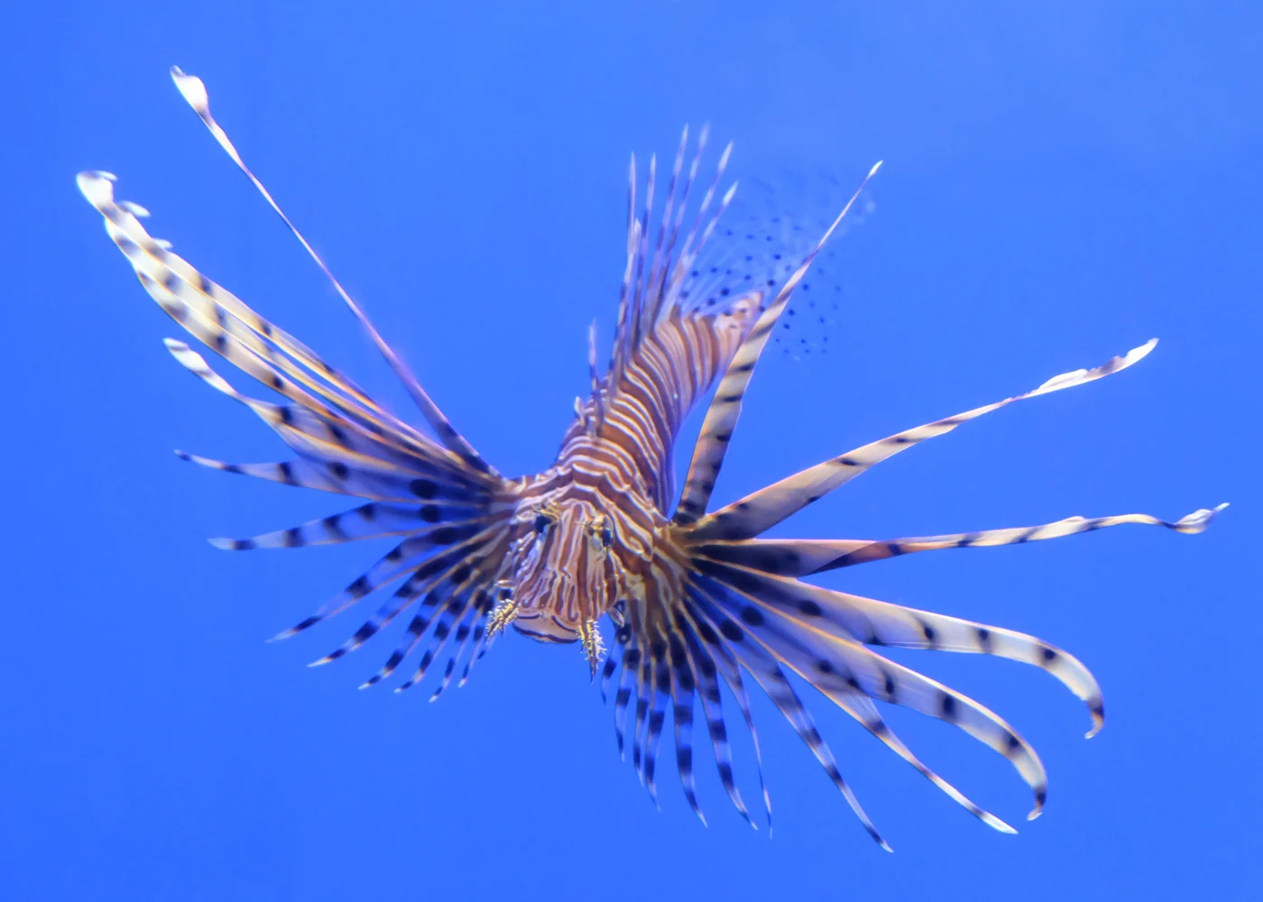 Lionfish - Volitan - Image 3