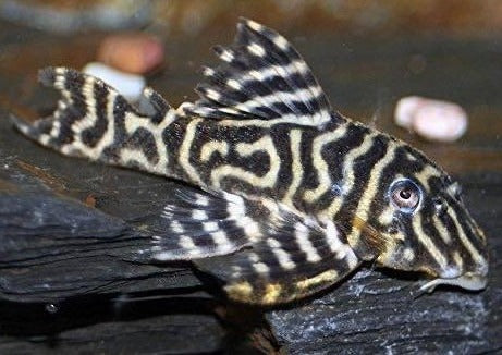 Mega Clown Pleco - L340