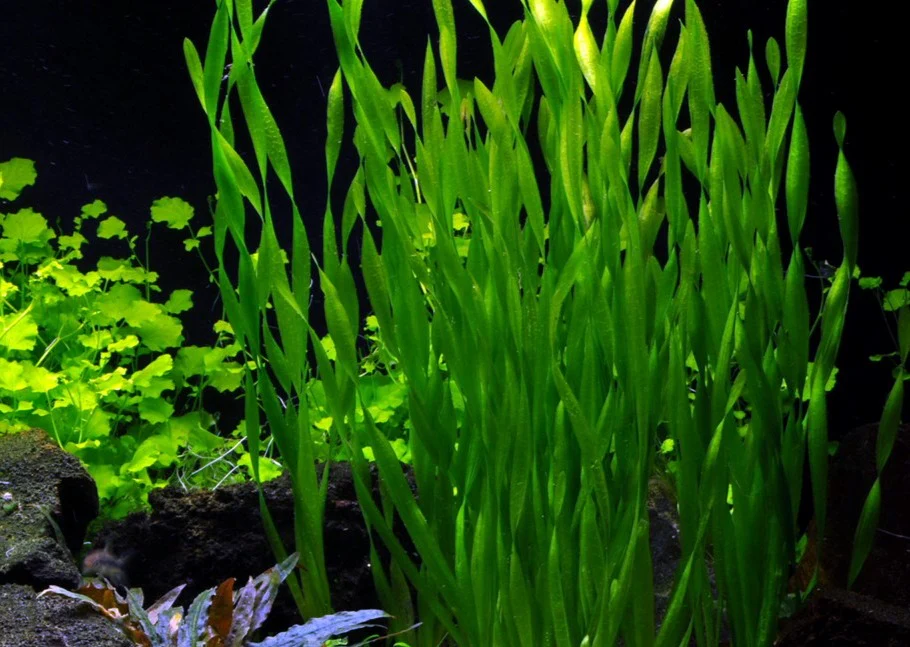 Mini Vallisneria - Image 2