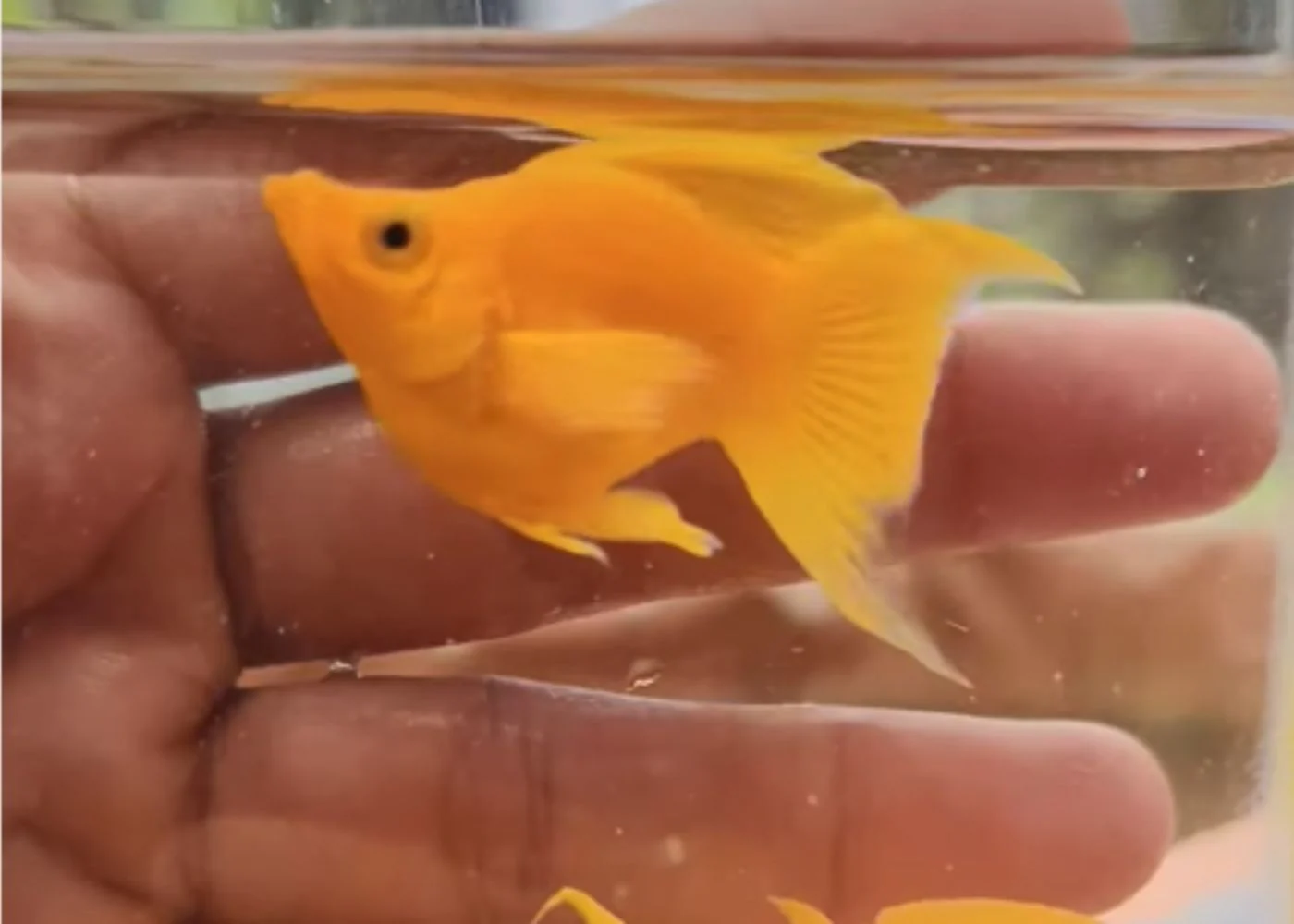 Molly - Sunkist Lyretail Sailfin