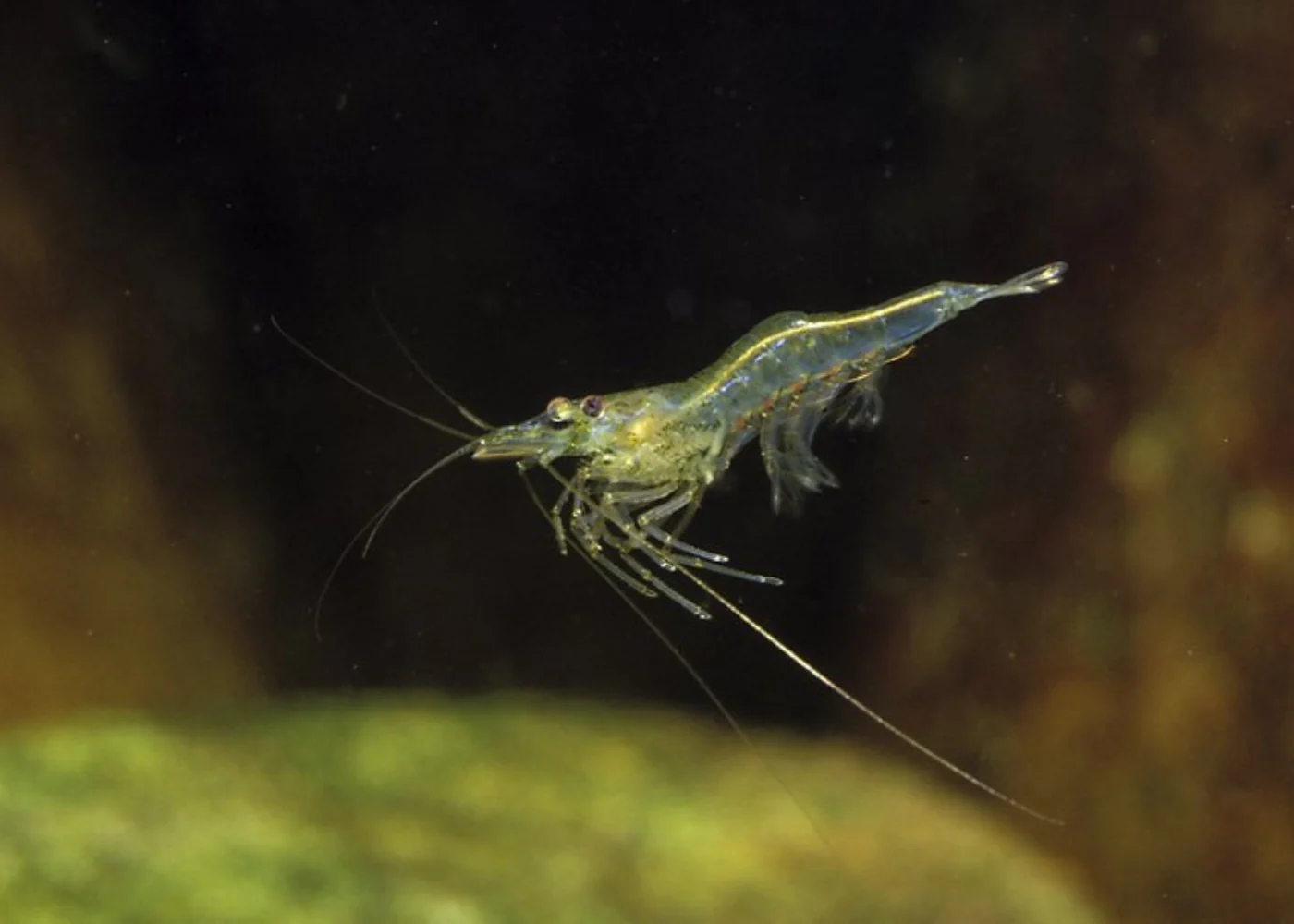 Murray River Shrimp (small)
