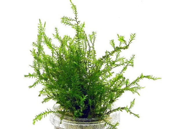 Native Willow Moss