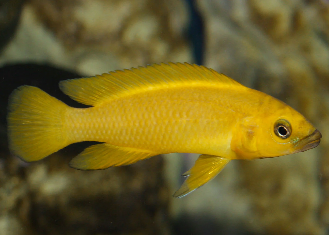 Lemon Cichlid - Neolamprologus Leleupi - Image 2