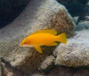 Neolamprologus Mustax