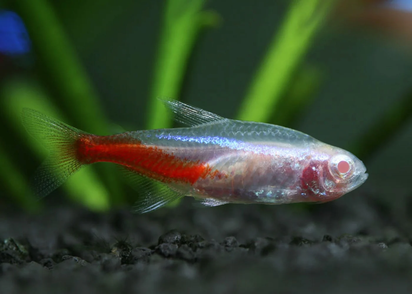 Neon Tetra - Albino Special (10 for $30)
