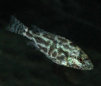 Nimbochromis Polystigma - Image 2