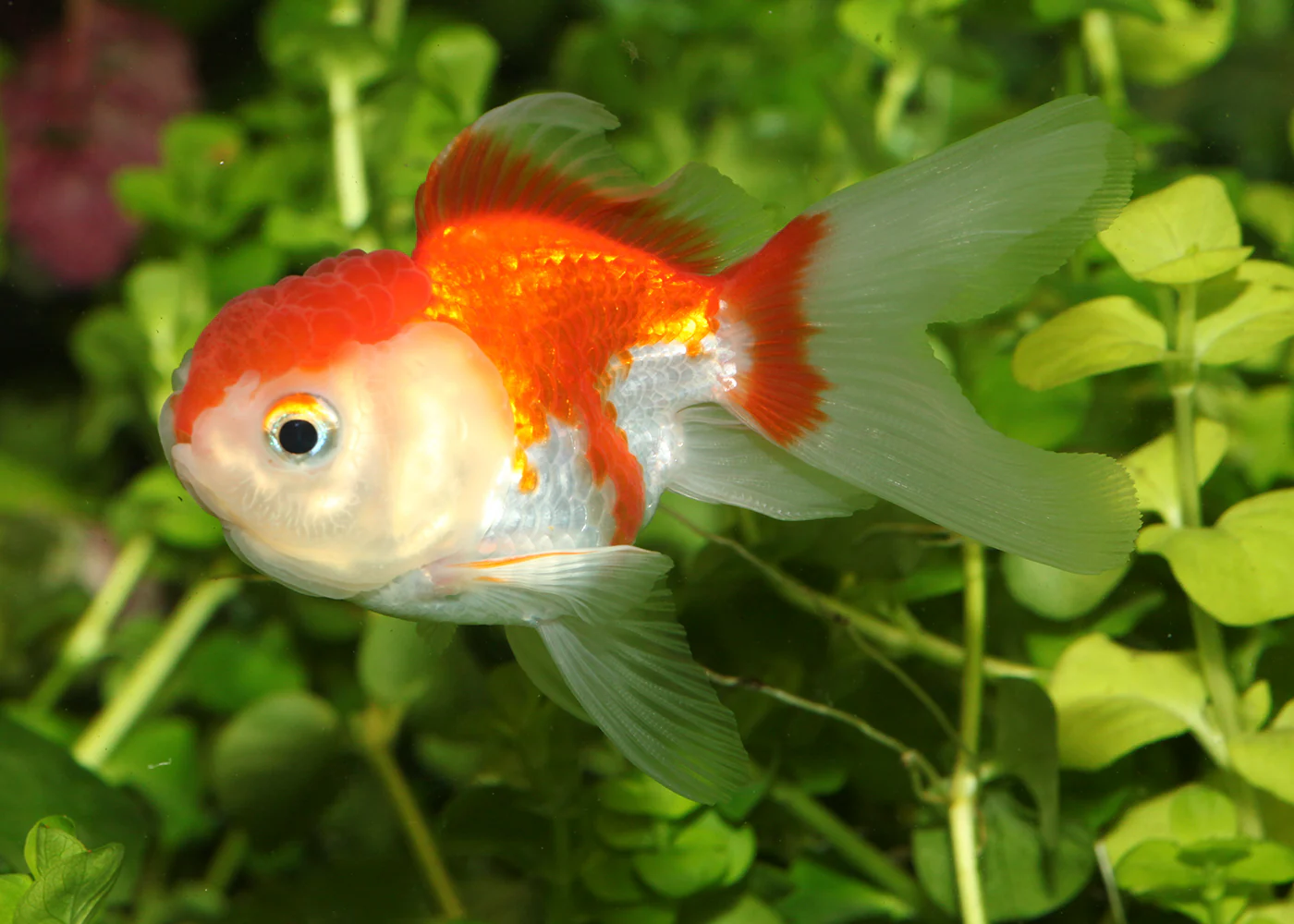 Oranda - Assorted