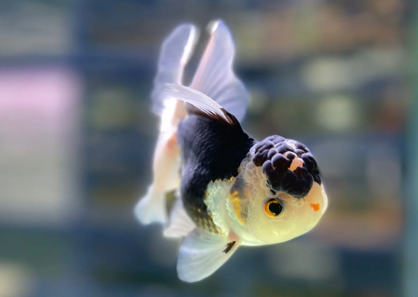 Oranda - Assorted Premium - Image 2