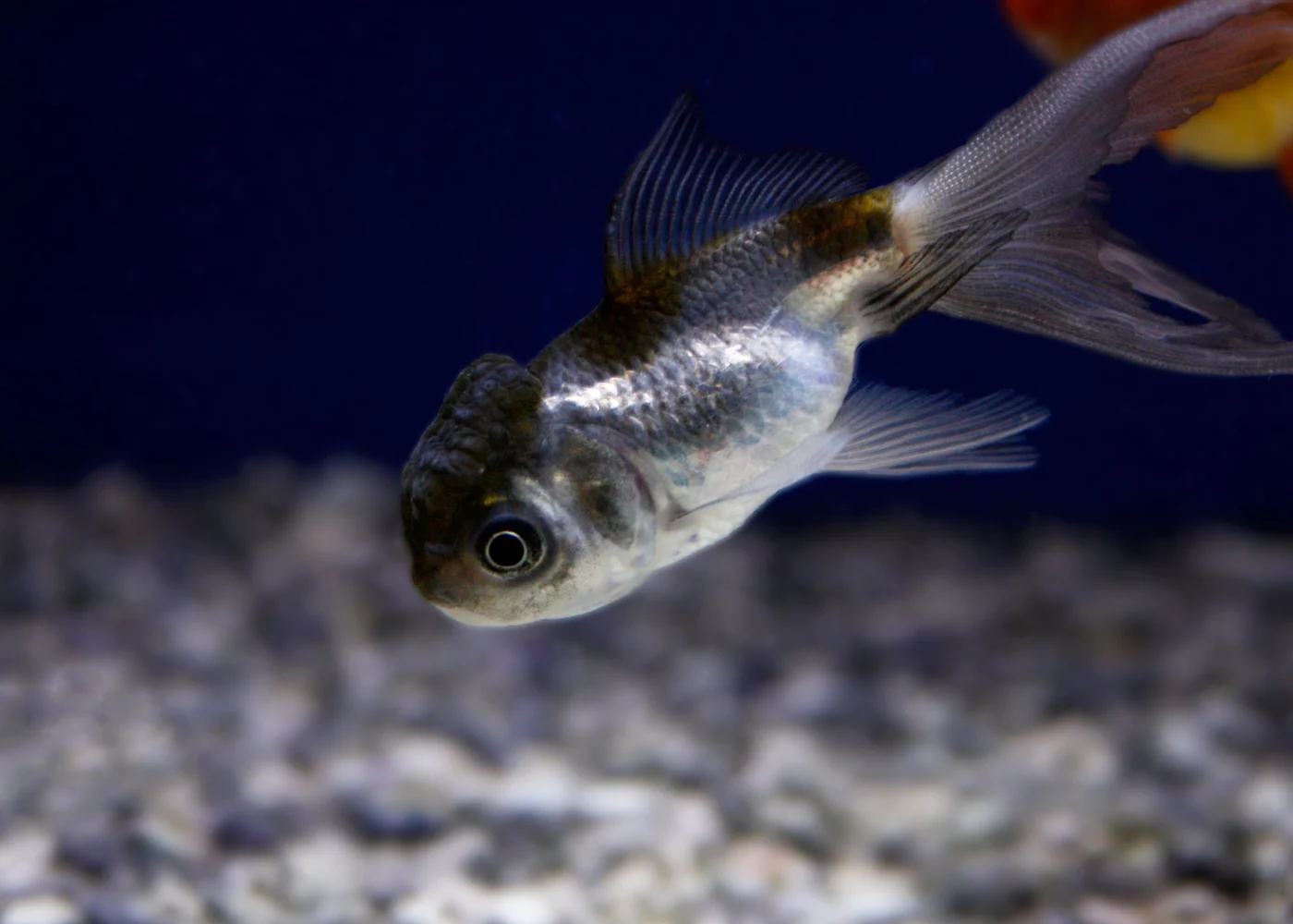 Oranda - Black Cap
