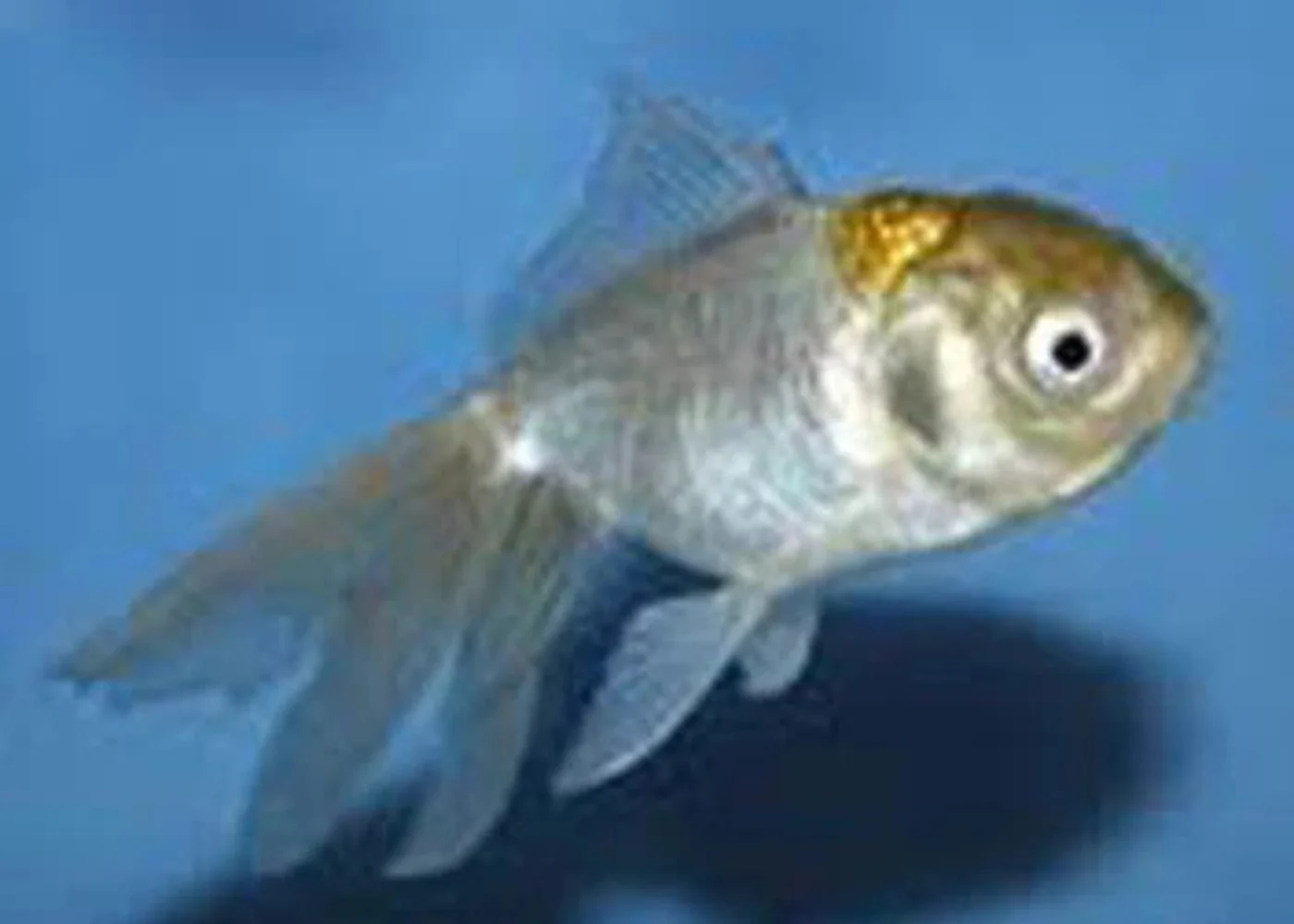 Oranda Blue