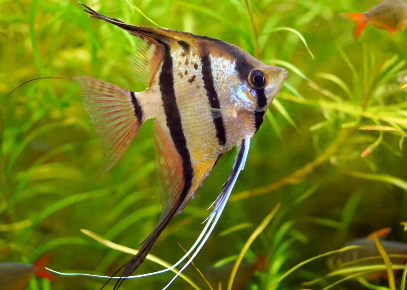Orinoco Altum Angel