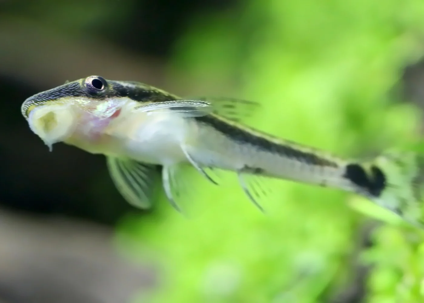 Otocinclus Catfish - Image 3