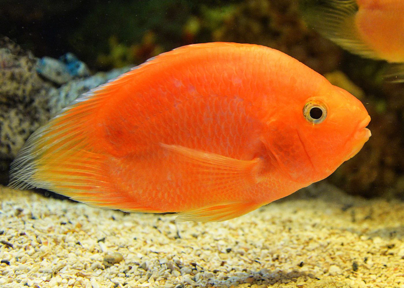 Parrot Cichlid - Blood - Image 2