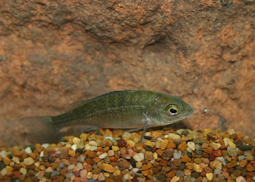 Perch Silver