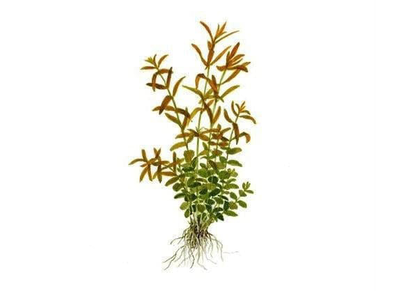 Pink Rotala