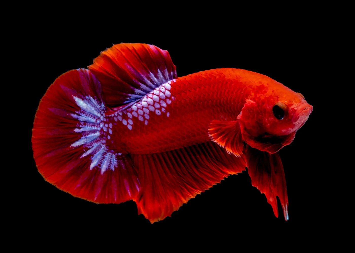 Plakat Hellboy Male