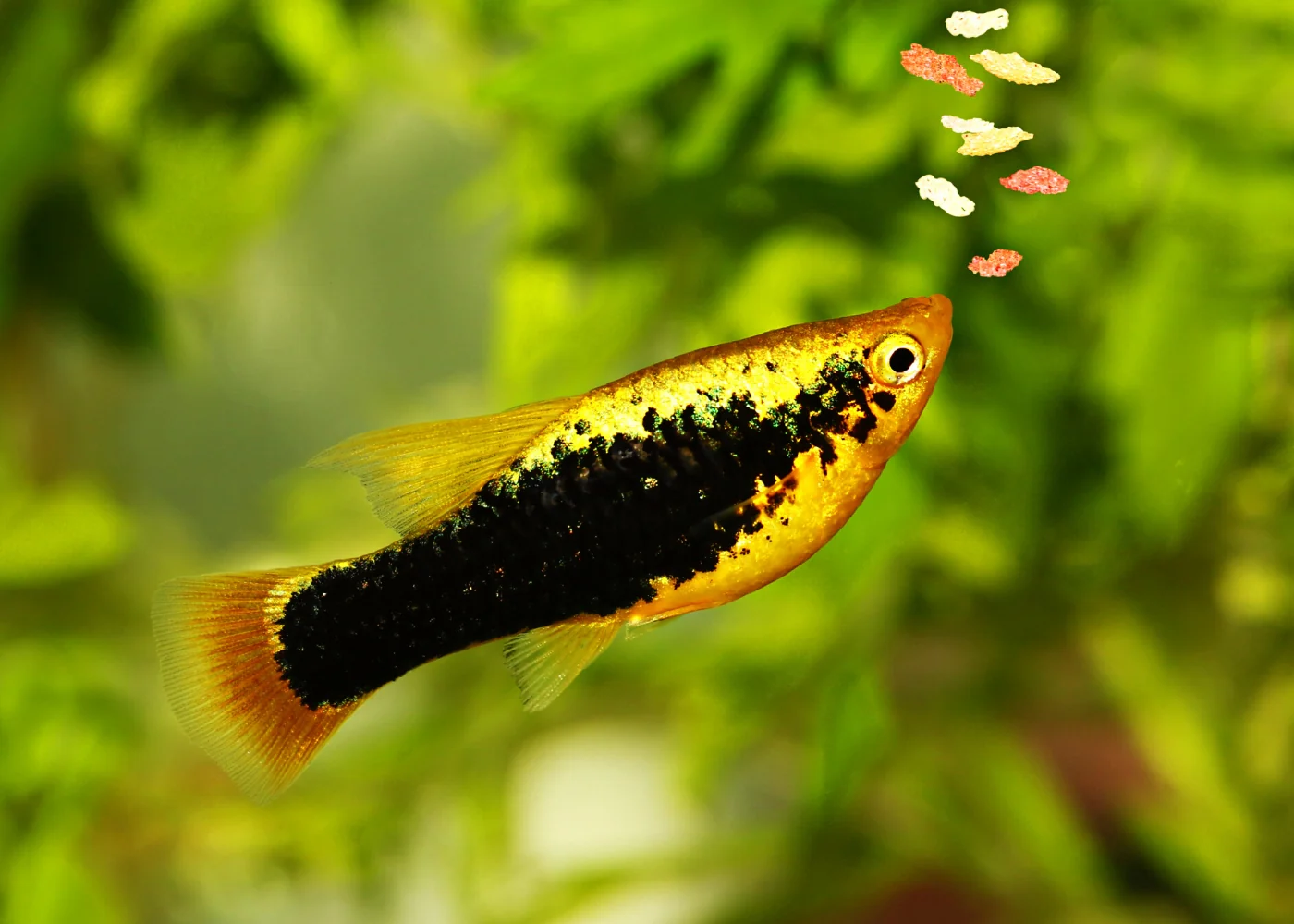Platy - Assorted - Image 2