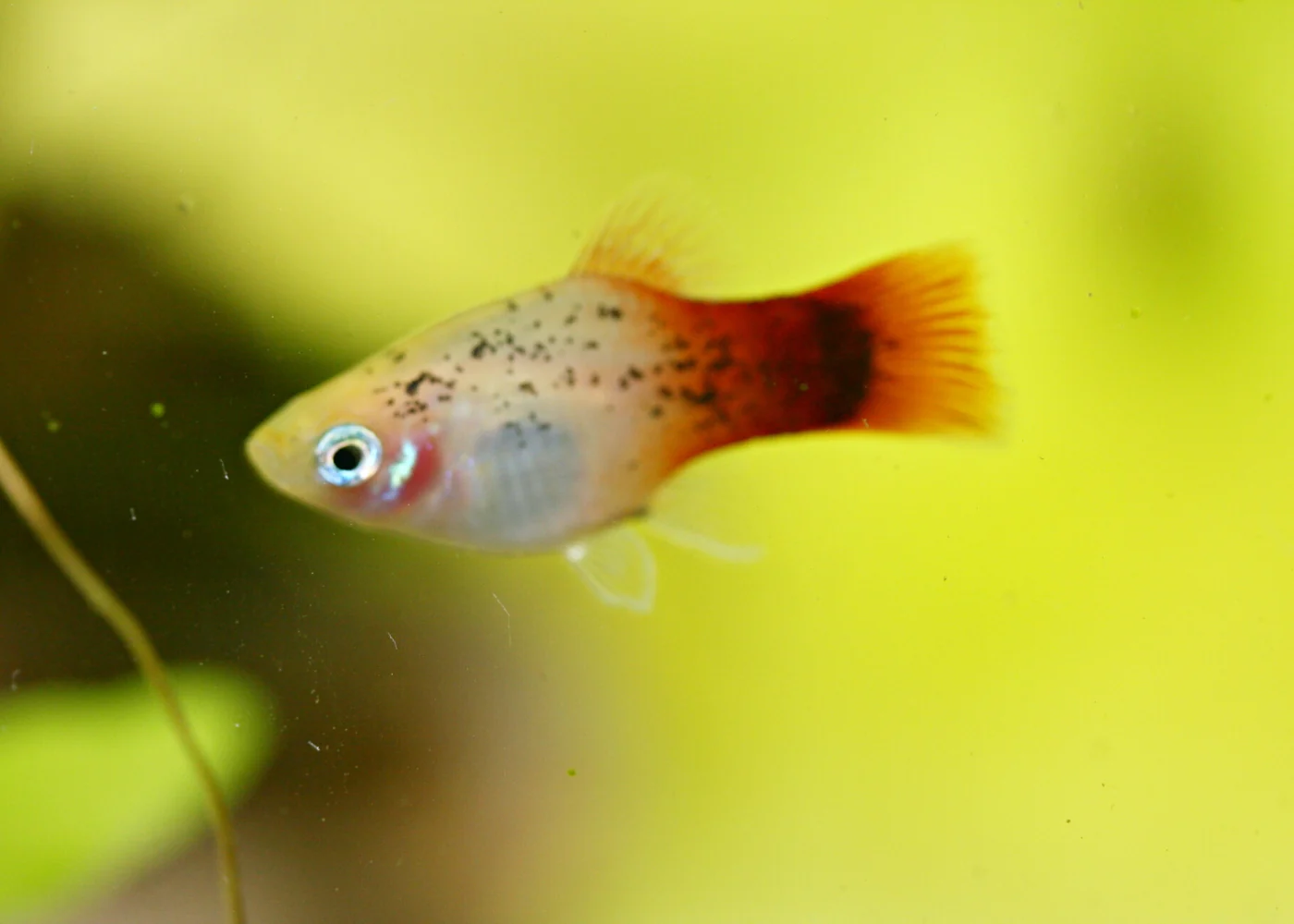 Platy - Assorted - Image 3