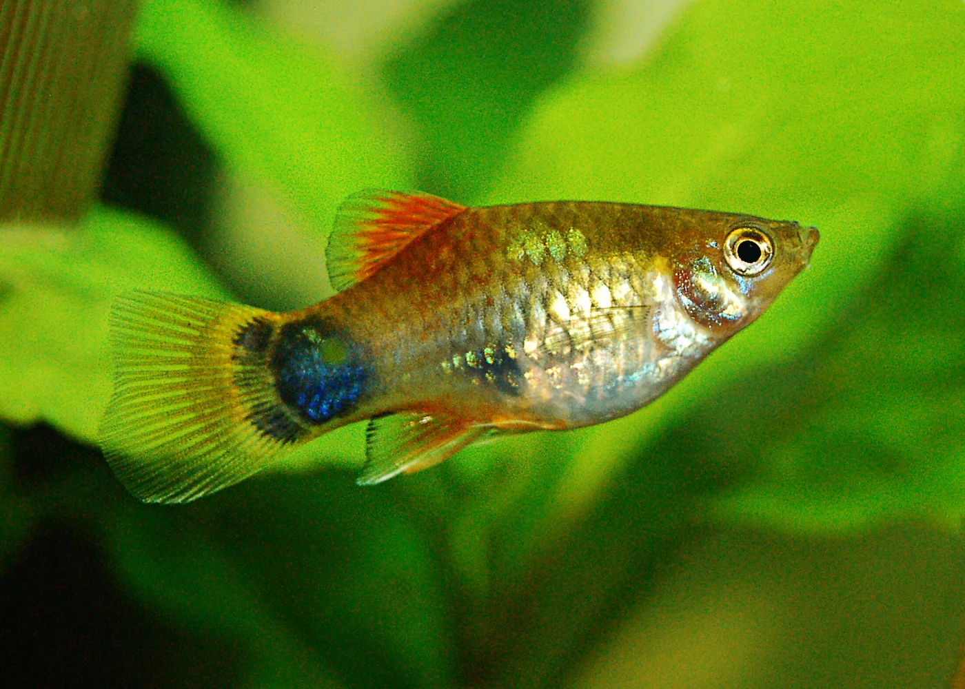 Platy Mickey Mouse