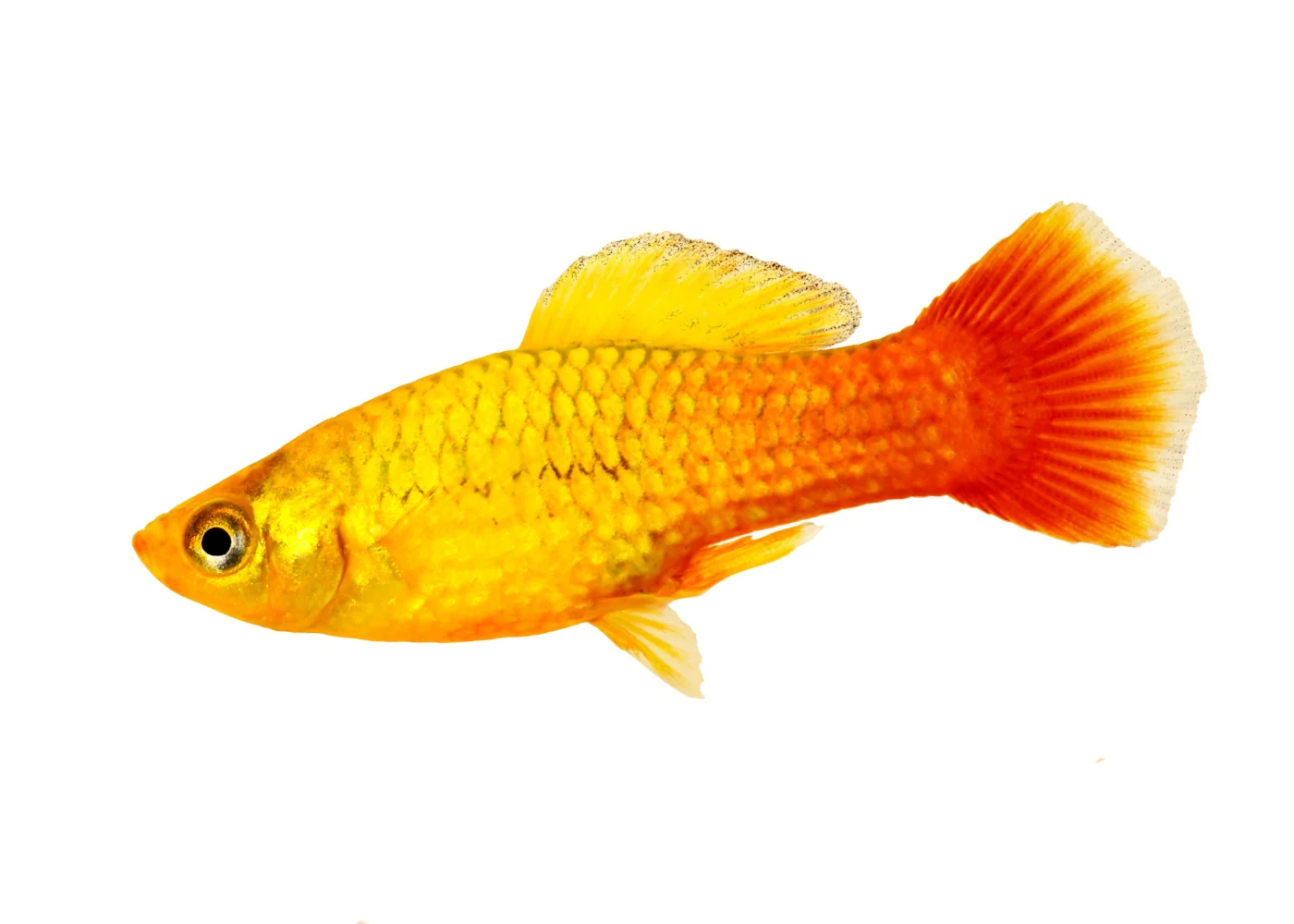 Platy Sunset