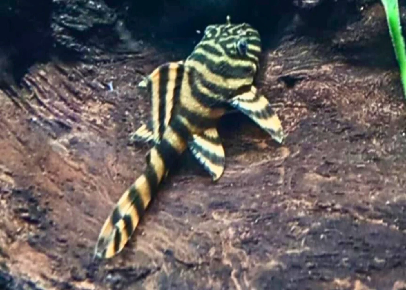 Pleco - Panaqolus Tiger Pleco L002
